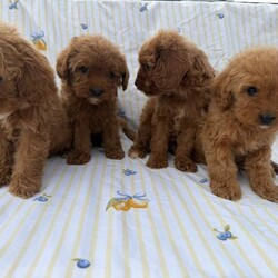Stunning cavapoos//Female/NaN,Our beautiful girl Libby has given birth to 4 stunning cava poo puppies two girls two boys ready to leave to there forever homes worm and fleed micro chipped
