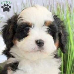 Rowdy/Mini Bernedoodle									Puppy/Male	/8 Weeks,Rowdy is a spirited Miniature Bernedoodle puppy with a bubbly and lovable personality! This playful boy comes home with a health guarantee provided by the breeder, plus has been seen by a vet and is up to date on shots and de-wormer. Rowdy is family raised, well socialized, and ready to meet his forever family!