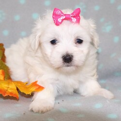 Gladys/Maltese/Female/