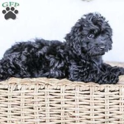 Shortcake/Cockapoo									Puppy/Female	/13 Weeks,Meet our Sweet little Shortcake! Our adorable Cockapoo puppy. She is family raised and is a sweet lap puppy and our 4 year old plays with her for hours every day and she loves the attention! She has spent lots of time on a leash and does very well with it.