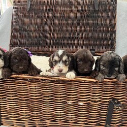 F1 Cockapoo Litter – 1 Girls & 3 Boys available//Female/NaN,We are delighted to introduce a stunning litter of 6 Cockapoo puppies (4 boys & 2 girls ) seeking their forever homes.