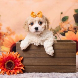 Mia/Cavachon									Puppy/Female	/8 Weeks,Meet Mia, a sweet and cuddly little Cavachon puppy with a playful personality and a heart full of love! This little cutie loves spending time with both adults and children and will be sure to fill your home and heart with lots of love.