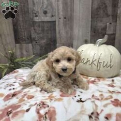 Max/Maltipoo									Puppy/Male	/9 Weeks,Say Hello to this dashing cute Maltiepoo! Max is super cute and will steal your heart! He is up to date with his vaccinations and dewormer and has been vet checked  plus comes with a health guarantee. Call or message today to make him forever yours. Estimated adult weight 7-10lbs. License #4185