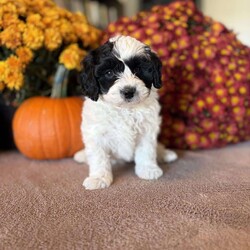 Pirate/Maltipoo									Puppy/Male	/8 Weeks,Meet our Maltipoo puppy! Our goal is to raise happy and healthy puppies! Each puppy is well socialized and played with daily by our children! This puppy is up to date on all vaccines and dewormer! It will come with vet papers and a 1 year health guarantee. Each puppy comes with its own collar, leash and blanket! Call or text to reserve this cuddly pup!
