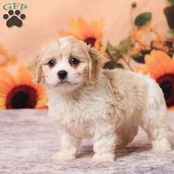 Mia/Cavachon									Puppy/Female	/8 Weeks,Meet Mia, a sweet and cuddly little Cavachon puppy with a playful personality and a heart full of love! This little cutie loves spending time with both adults and children and will be sure to fill your home and heart with lots of love.