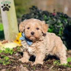 Enzo/Maltipoo									Puppy/Male	/7 Weeks,Hi, I’m Enzo! I’m a very cute Maltipoo puppy with an adorable face, a soft, fluffy coat, and a sweet, lovable personality. I’m playful, curious, and always ready to explore my surroundings, play with toys, and enjoy lots of love and attention. I can’t wait to meet my forever family and fill their home with cuddles, fun, and plenty of happy memories. I’m looking forward to finding my new best friend and sharing so many wonderful adventures together!