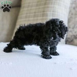 Shortcake/Cockapoo									Puppy/Female	/13 Weeks,Meet our Sweet little Shortcake! Our adorable Cockapoo puppy. She is family raised and is a sweet lap puppy and our 4 year old plays with her for hours every day and she loves the attention! She has spent lots of time on a leash and does very well with it.