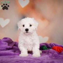Carl/Bichon Frise									Puppy/Male	/10 Weeks,Are you Looking for an Awesome Friend? This puppy could be just that! We would love to speak with you on how to adopt this wonderful youngster! Please call or text so we can arrange an appointment. This puppy is up to date on shots and wormer and will be ready for your home at 8 weeks old. Shipping is available We hope to hear from you soon!!!