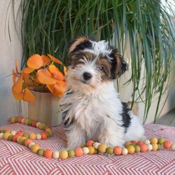 Jasper/Yorkie									Puppy/Male	/June 29th, 2026,Jasper is a playful Yorkie puppy who can be registered with the ACA. This extremely charming puppy is lovable and sweet! Jasper is well socialized and being raised with love and care by the Beiler family and their children. This cutie-pie comes home with a 30 day health guarantee plus an extended genetic health guarantee, both provided by the breeder. Jasper has also been seen by a vet and is up to date on shots and de-wormer. This adorable boy is ready to head home with his forever family!