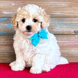 Kelsey/Maltipoo/Female/