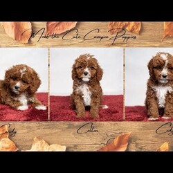 Colton/Cavapoo									Puppy/Male	/10 Weeks,Meet Colton! He is a handsome guy also with a nice patch of white on his throat and chest. He is ready to be your best friend! He will bring a smile to your face when you come home after a long day at work or will be happy to wake you up with puppy kisses! 