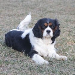 Marla/Cavapoo									Puppy/Female	/September 9th, 2026,Marla is a sweetheart raised with the kind of love and care that a puppy needs for a great start in life! She also enjoys a special diet for optimal health. Call, text or email to schedule your meet with this sweet girl! (we also offer facetime meetings) Marla’s adult weight will be approximately 18 pounds.