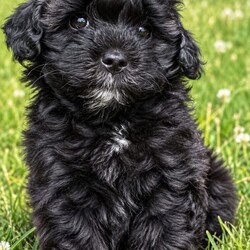 2 Maltipoo male puppies.//Female/NaN,I have 2 beautiful rare coloured Maltipoo males, Mum is our much loved cream coloured Maltipoo, Dad is Charlie a chocolate brown stud dog,