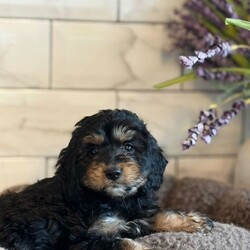 Adopt a dog:  2 MALES READY TO LEAVE FRI 23/10   //Female/NaN,We are so pleased to introduce our quality litter of F1 Cockerpoos, mum is our fully health tested golden show cocker spaniel she's 3 and has the most lovely temperament.