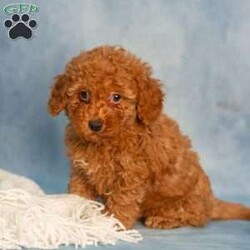 Reba/Cavapoo									Puppy/Female	/9 Weeks,These sweet little Cavapoo puppies are full of life, love, and fun, and they’re looking for someone special to share it all with! They are playful, affectionate, and always ready for an adventure. But once playtime is over, these little sweethearts are all about the snuggles!