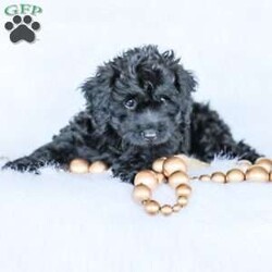 Shortcake/Cockapoo									Puppy/Female	/13 Weeks,Meet our Sweet little Shortcake! Our adorable Cockapoo puppy. She is family raised and is a sweet lap puppy and our 4 year old plays with her for hours every day and she loves the attention! She has spent lots of time on a leash and does very well with it.