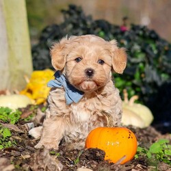 Enzo/Maltipoo									Puppy/Male	/7 Weeks,Hi, I’m Enzo! I’m a very cute Maltipoo puppy with an adorable face, a soft, fluffy coat, and a sweet, lovable personality. I’m playful, curious, and always ready to explore my surroundings, play with toys, and enjoy lots of love and attention. I can’t wait to meet my forever family and fill their home with cuddles, fun, and plenty of happy memories. I’m looking forward to finding my new best friend and sharing so many wonderful adventures together!