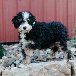 Timmy/Mini Bernedoodle									Puppy/Male	/8 Weeks,Meet these beautiful, playful, lovable Mini Bernedoodle puppies! They are family raised with lots of love and care & are well socialized with children. They will be vet checked and up to date with all vaccines. The father’s name is Taco, he is a minI Bernedoodle. The mother’s name is Tina, she is a Mini Bernedoodle. These adorable pups will make the cutest family pet and loyal companion!