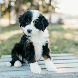 Teddy/Mini Bernedoodle									Puppy/Male	/8 Weeks,Meet these beautiful, playful, lovable Mini Bernedoodle puppies! They are family raised with lots of love and care & are well socialized with children. They will be vet checked and up to date with all vaccines. The father’s name is Taco, he is a minI Bernedoodle. The mother’s name is Tina, she is a Mini Bernedoodle. These adorable pups will make the cutest family pet and loyal companion!
