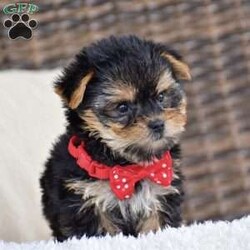 Molly – Teacup/Yorkie									Puppy/Female	/August 15th, 2026,Welcome to Royalty Pets! We’re Omar and Linda Fisher, and together with our two boys, we’re grateful to call the Bird-in-Hand, Pennsylvania area home. Our journey into dog breeding began with Omar’s deep love for Yorkies. There was something about their personality, companionship, and character that captured his heart. Over time, that love expanded to other breeds, and what began as an interest grew into a family breeding program. Each pup in this litter will come with AKC registration paperwork; limited but breeding rights available for an extra cost. 2 year health guarantee, Microchipped, Informational packet & more! Both parents to this litter are genetic health tested & the mother has 7 champion in her 4 generation pedigree!! Mom is 5lb & Dad is 4.5lb. If you’re interested in any of these amazing puppies please reach out to us today to reserve yours!