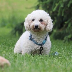 Milo/Bich-Poo									Puppy/Male	/8 Weeks,Meet Milo, an adorable F1 Bichapoo with a sweet expression, a soft, fluffy coat, and a charming personality that is sure to melt your heart! I’m playful, affectionate, and full of personality. I love exploring new surroundings, playing with toys, getting lots of attention, and being part of all the fun. With my loving nature and irresistible charm, I’m sure to bring plenty of happiness, love, and companionship to my forever home.